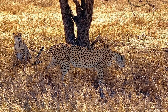 Multi-Day Tanzania Odssey Safari from Arusha - Price and logistics: what the $4,164.11 is really covering