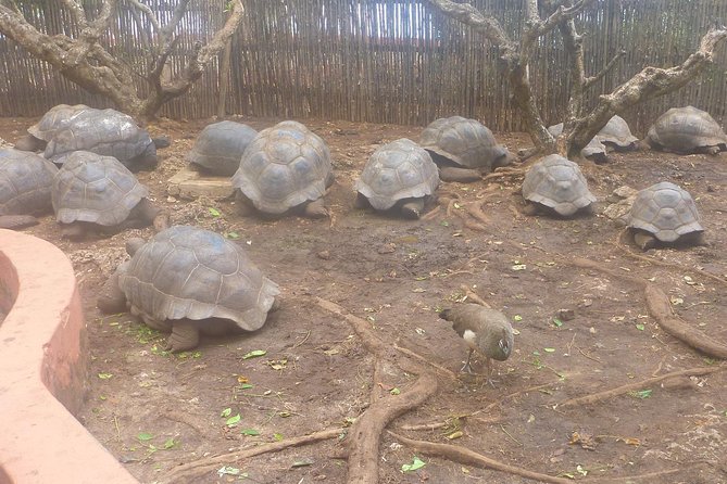 Nakupenda Beach Day Tour in Zanzibar - Price and value: is $98 a good deal?
