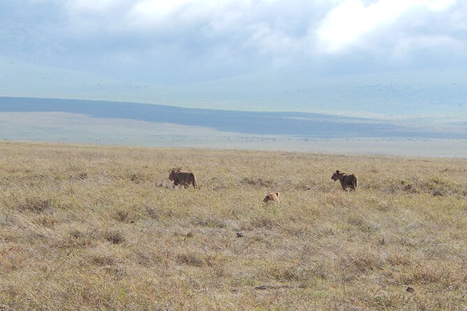 Ngorongoro Adventure Day Tour from Arusha - Open-Roof 4WD Safari Vehicle: The View You Earn