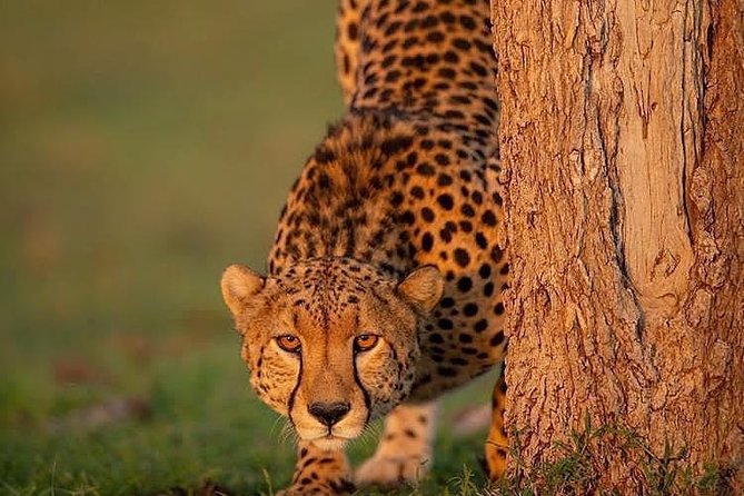 Ngorongoro Adventures in a day - The Arusha to Ngorongoro Drive: 172.9 km of Anticipation