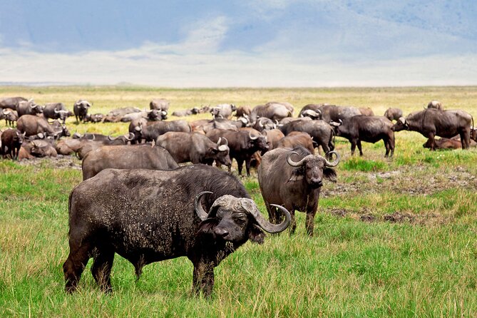 Ngorongoro Crater Day Trip – Shared Group Safari - Why Ngorongoro is a one-day win from Arusha