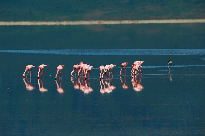 Ngorongoro Crater Day Trip – Shared Group Safari - Crater driving for Big Five odds, plus black rhino