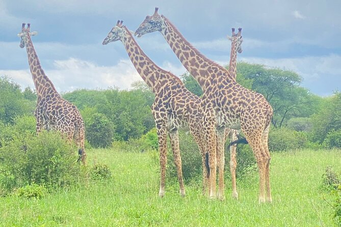 Ngorongoro Crater Day Trip – Shared Group Safari - Scenic viewpoints and the art of scanning quickly