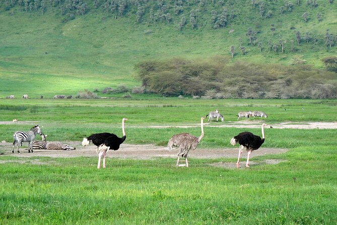 Ngorongoro Crater Day Trip – Shared Group Safari - The 6:00 am start and the MAFAO House meeting point