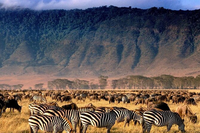 Ngorongoro Crater Exclusive: A Journey into Africa’s Eden - From Arusha at 6:00 AM, the Day Moves Fast