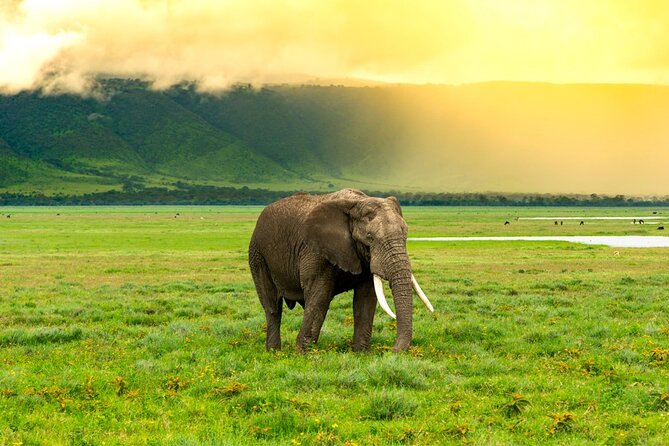 Ngorongoro Crater Exclusive: A Journey into Africa’s Eden - Descending for Big Five Game Drive on a Private 4x4