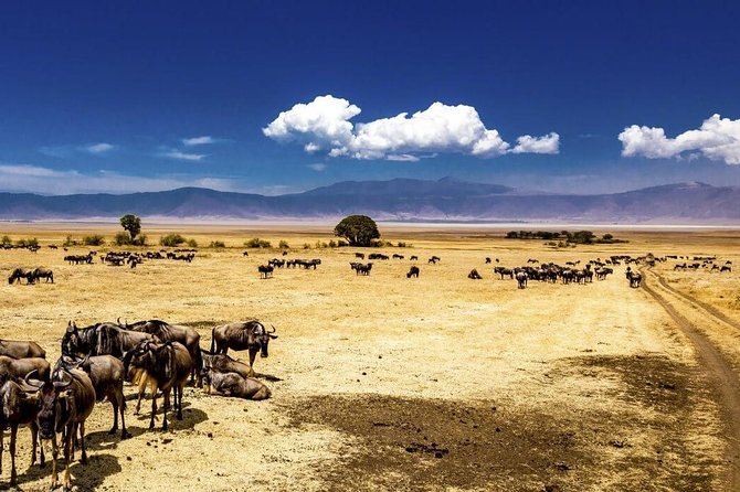 Ngorongoro Crater Exclusive: A Journey into Africa’s Eden - Who This Safari Fits Best (and Who Should Skip It)