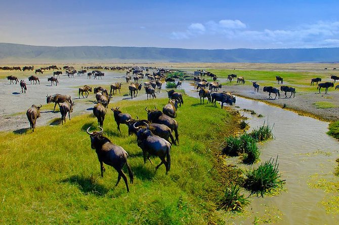 Ngorongoro Crater Exclusive: A Journey into Africa’s Eden - Champagne Stop at the Crater Rim, Caldera Views First
