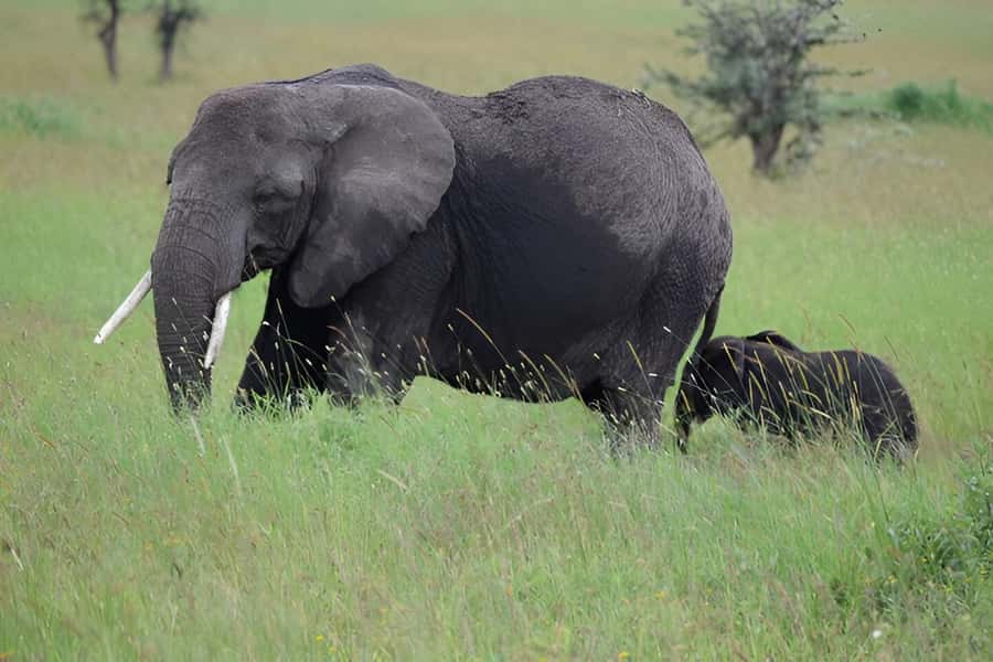 Ngorongoro Crater: Full-Day Safari Tour - The game drive flow, and how to get better sightings