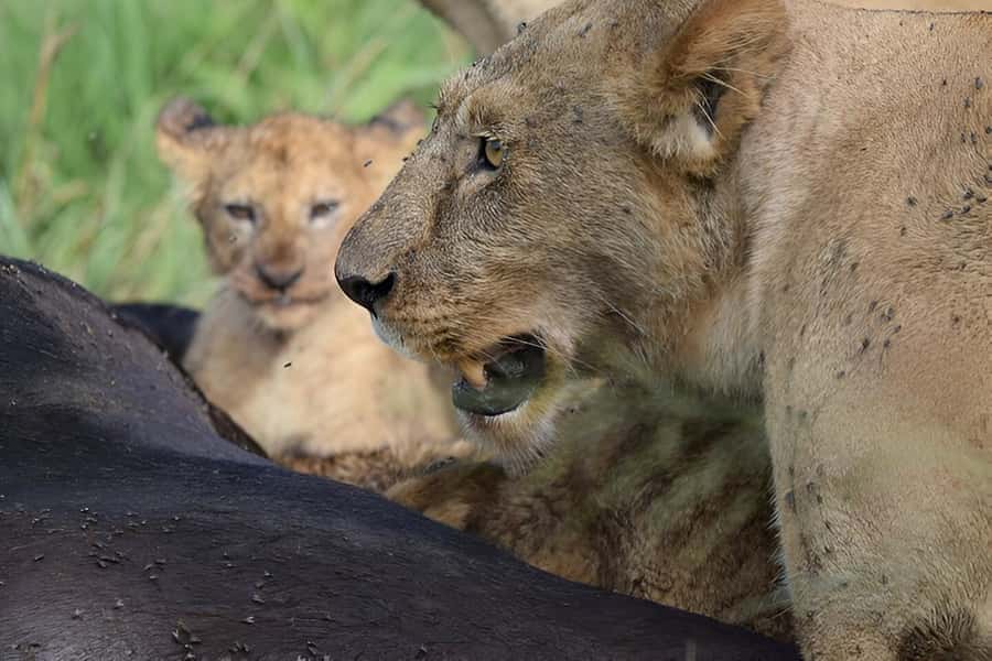 Ngorongoro Crater: Full-Day Safari Tour - Maasai culture: what’s included, and what you should confirm