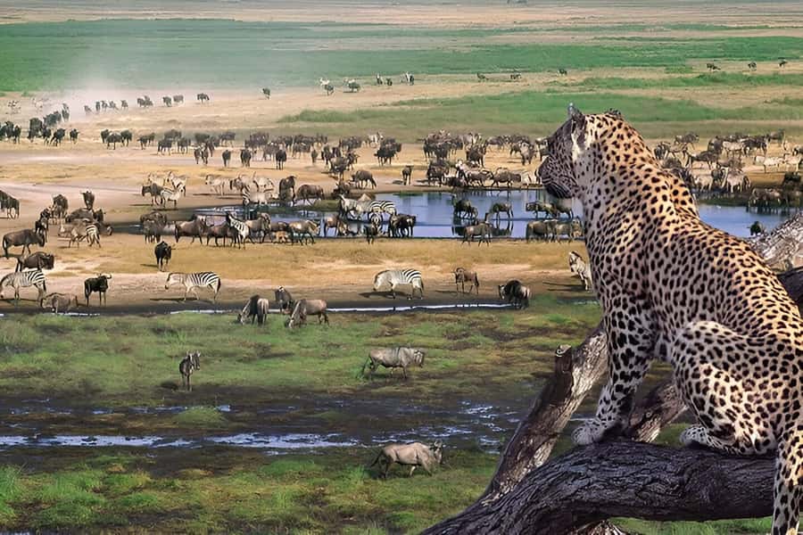 Ngorongoro Crater: Full-Day Safari Tour - Big Five odds in a compact bowl
