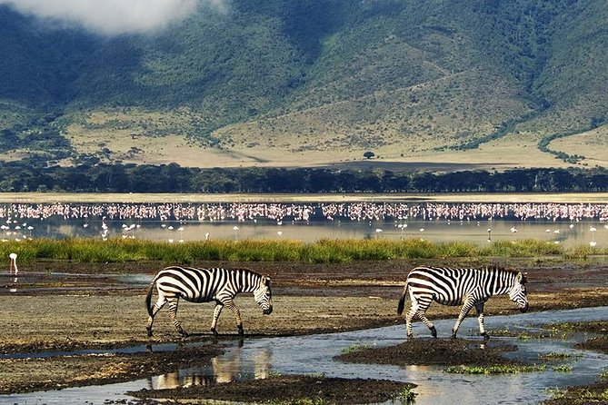 Ngorongoro Day Trip - Key highlights worth planning around