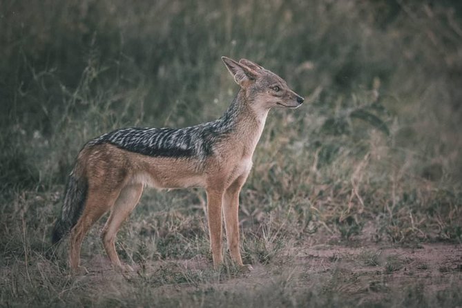 Northern-circuit Adventure - Ngorongoro Crater: where wildlife density and guide skill meet