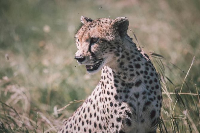 Northern-circuit Adventure - What the included meals mean for a smoother safari