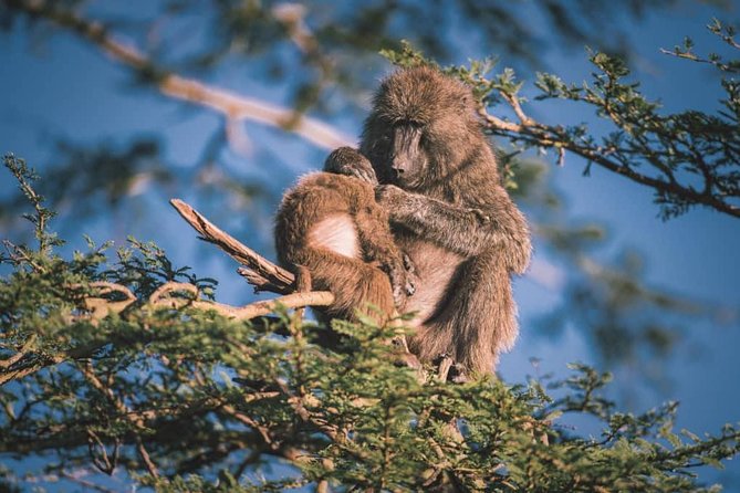 Northern-circuit Adventure - Lake Manyara day: birds, brackish waters, and a full 10-hour window