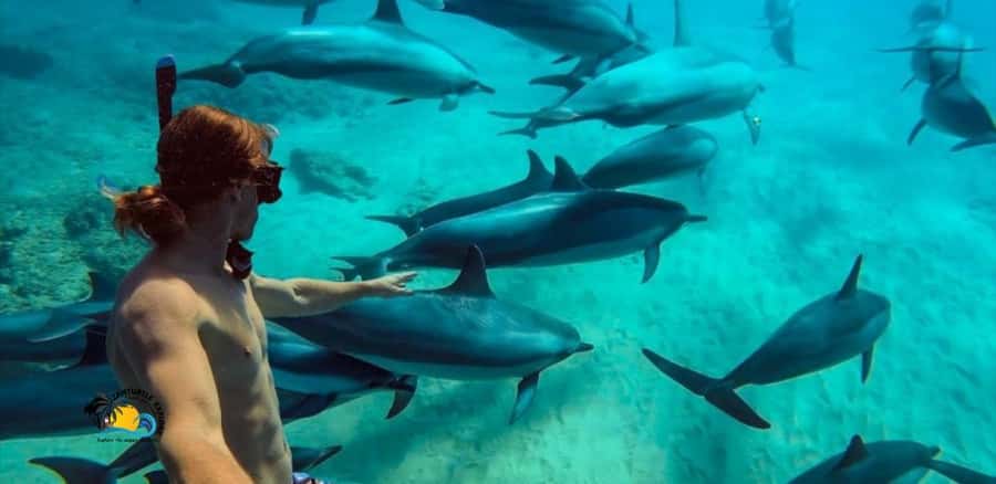 Nungwi: Mnemba Atoll Dolphins Tour with Snacks | Half-day - How a half-day Mnemba Atoll trip actually feels from Nungwi