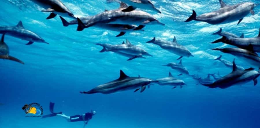 Nungwi: Mnemba Atoll Dolphins Tour with Snacks | Half-day - Dolphin spotting and swimming: the thrill, with one big reality check