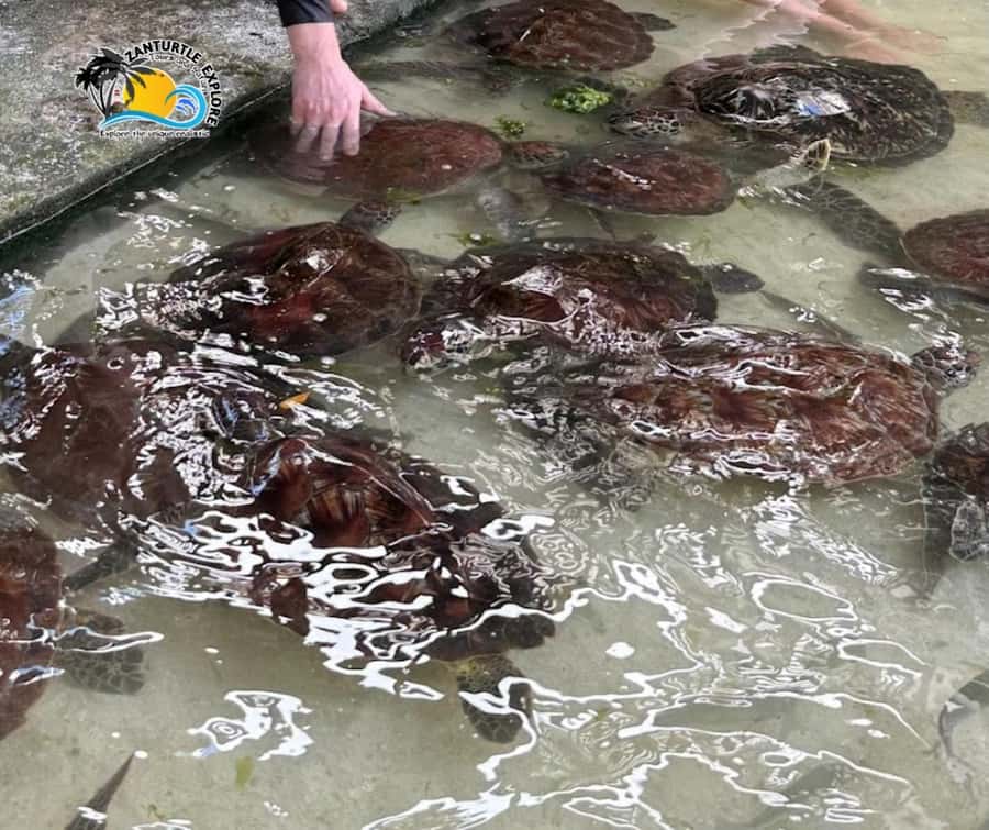 Nungwi: Swimming with Turtles at The Lagoons Zanzibar - Nungwi’s lagoons: what this turtle swim feels like