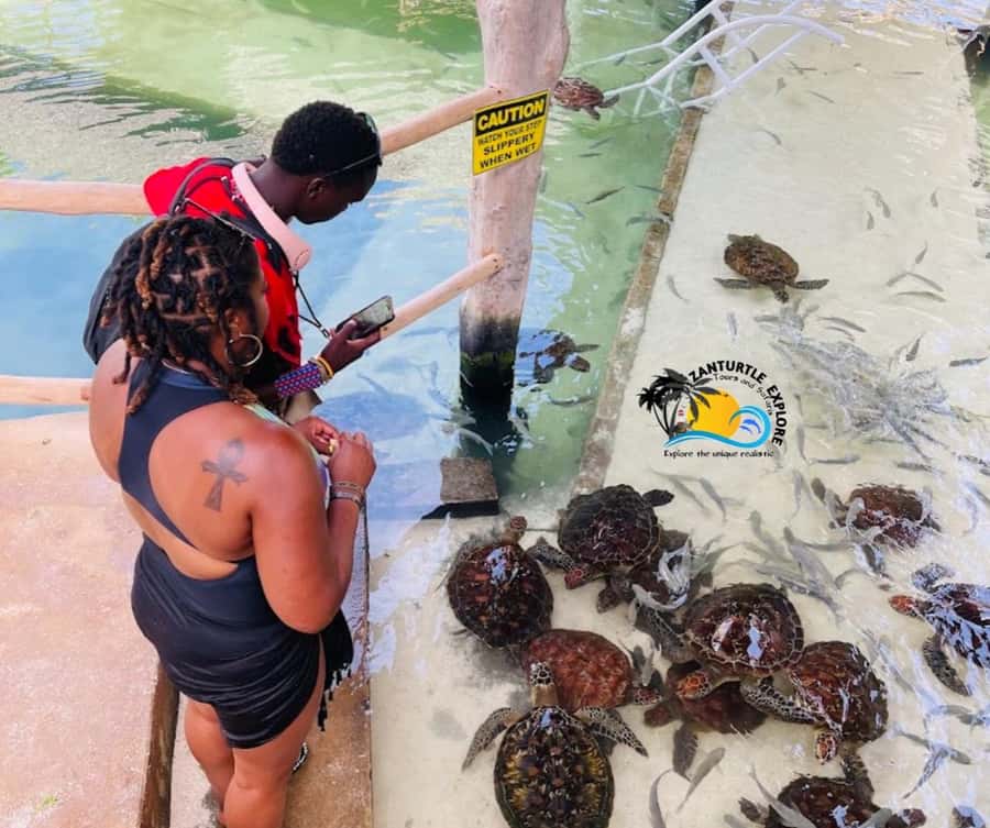 Nungwi: Swimming with Turtles at The Lagoons Zanzibar - Feeding rescued turtles: gentle moments, real rules