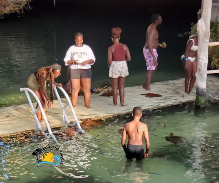 Nungwi: Swimming with Turtles at The Lagoons Zanzibar - Conservation behind the scenes: where these turtles come from