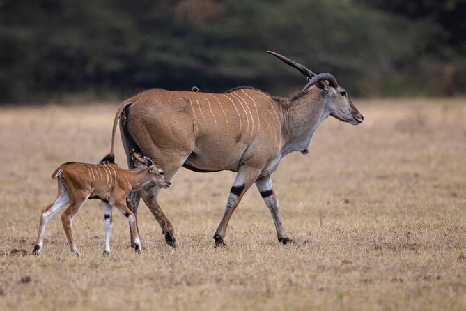 Off the Beaten Track Safari in Arusha Tanzania - Turning up in Arusha, then getting right into safari mode