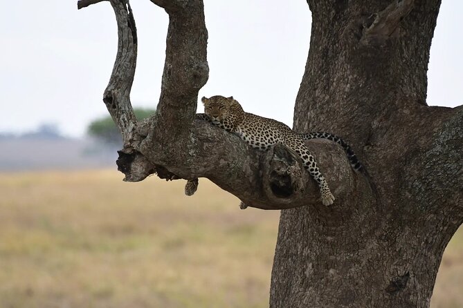 Off the Beaten Track Safari in Arusha Tanzania - Price and logistics: what $2,500 per group really buys you