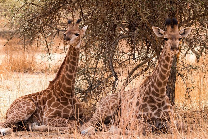 One-Day Safari Tour from Zanzibar with Lunch and Pick Up - How the Zanzibar to Selous flight shapes your day
