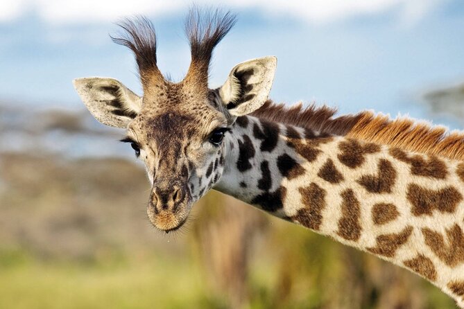 One-Day Safari Tour from Zanzibar with Lunch and Pick Up - Who this Zanzibar one-day safari fits best