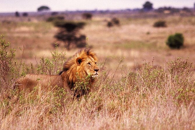 One-Day Safari Tour from Zanzibar with Lunch and Pick Up - Selous Game Reserve: what a full-day drive really gives you
