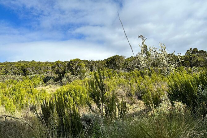 One Kilimanjaro Day hike Tour ISMANI TOURS AND SAFARIS - Guides and group size: what you can realistically expect