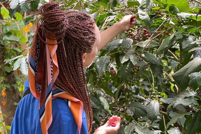 Organic Coffee Tour and Local Food Experience in Arusha - Who should book this organic coffee and local food tour
