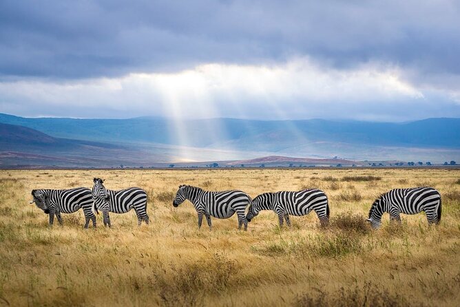 Outstanding day trip to Tarangire National Park - Why Tarangire is a strong choice for a 10-hour safari