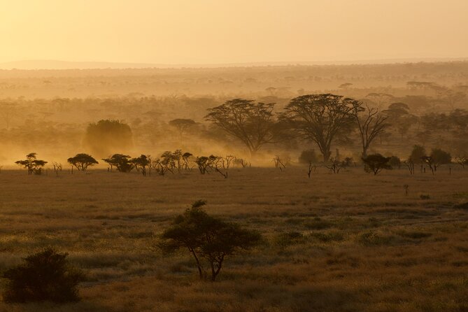 Outstanding day trip to Tarangire National Park - The game drive experience, and why the guide matters