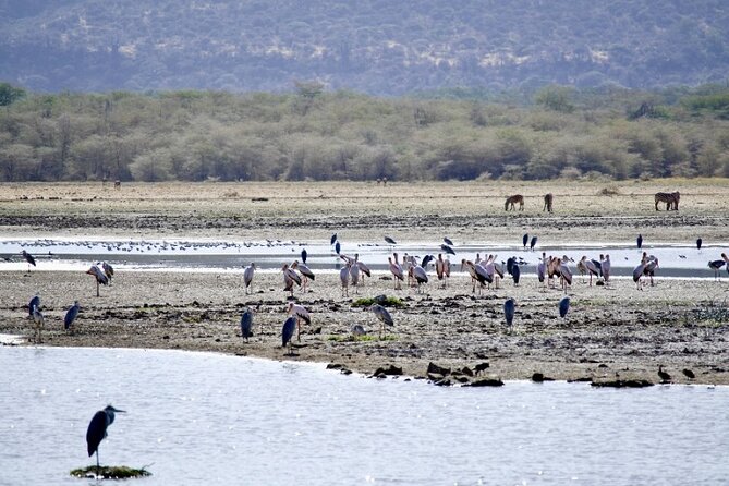 Outstanding day trip to Tarangire National Park - Birding in Tarangire swamps: the quiet payoff
