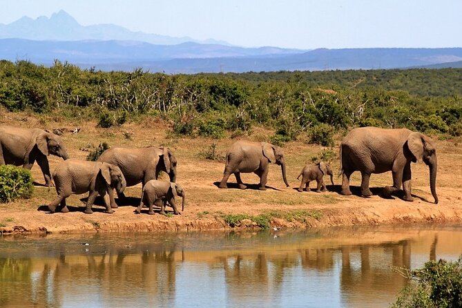 Outstanding day trip to Tarangire National Park - Group size, pickup, and how this stays comfortable