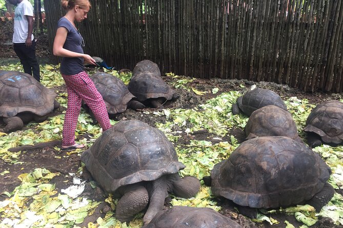 Prison Island and Stone Town Private Tour - Prison Island (Changuu Private Island): giant tortoises and small surprises