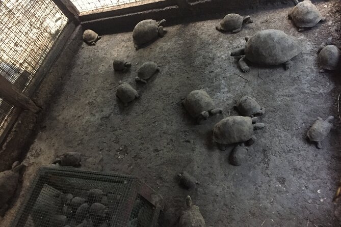 Prison Island and Stone Town Private Tour - Making Stone Town fit your interests, markets included