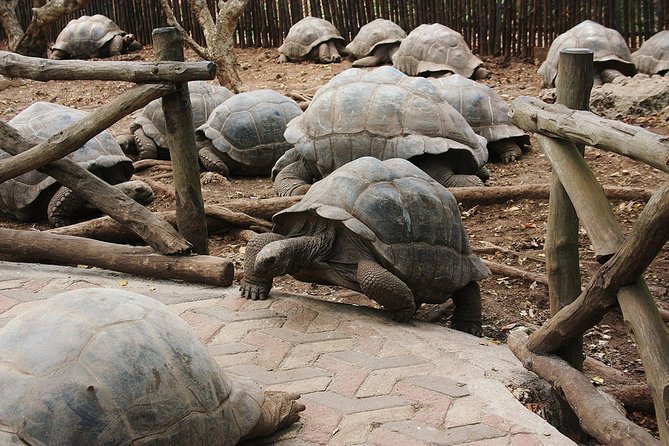 Prison Island Half-Day Tour from Zanzibar - The museum and quarantine story: why it adds meaning