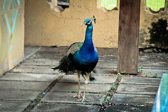 Prison Island Half-Day Tour from Zanzibar - Crowds and timing: how to make the most of a small island