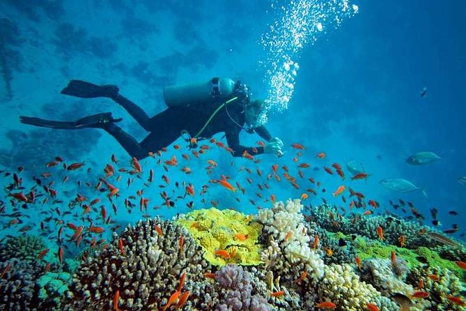 Prison Island Half-Day Tour from Zanzibar - Price and value: is $95 a good deal?