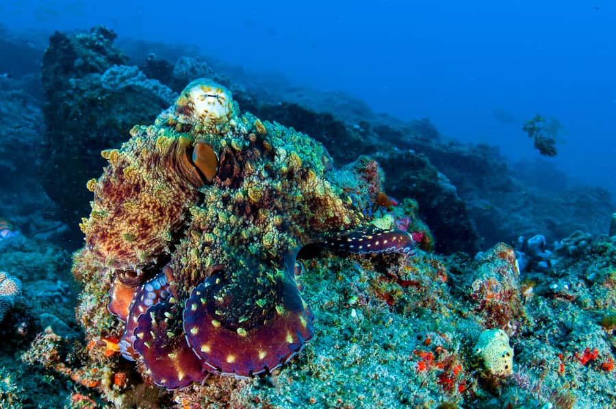 Prison Island: Private Half-Day Tour - The tortoises stop, up close with Zanzibar’s slow stars