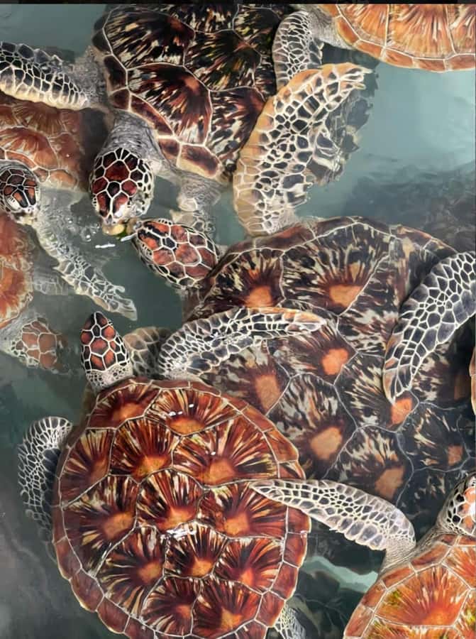 Prison Island, Sea Turtles, Rock Restaurant & Relax in Beach - FAQ