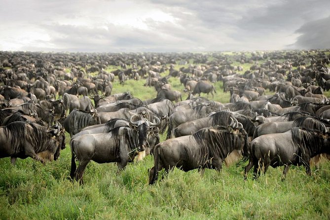 Private 4-Days Northern Circuit National Parks in Tanzania - Key Highlights I’d Prioritize