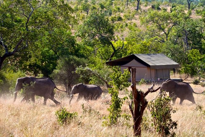 Private 4-Days Northern Circuit National Parks in Tanzania - Moshi Start and How Pickup Works in Real Life