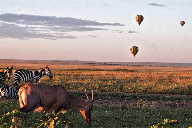 Private 4-Days Northern Circuit National Parks in Tanzania - Day 3 in Serengeti: Why the Park Earns Its Fame