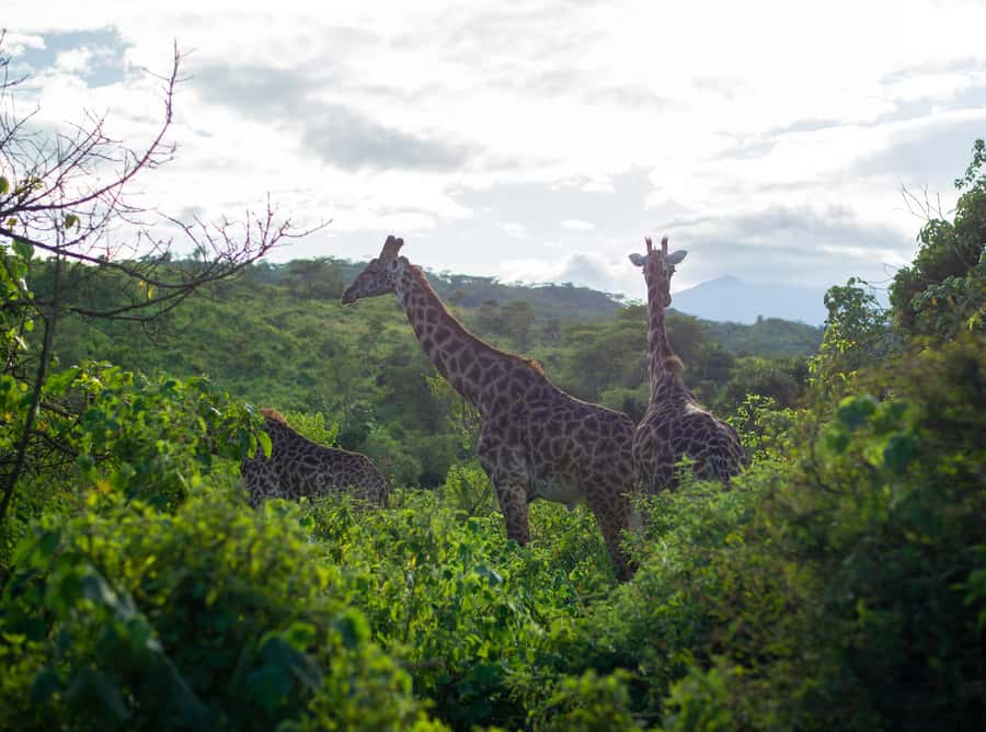 Private 4x4 Vitara Safari in Arusha National Park - Key highlights worth waking up early for