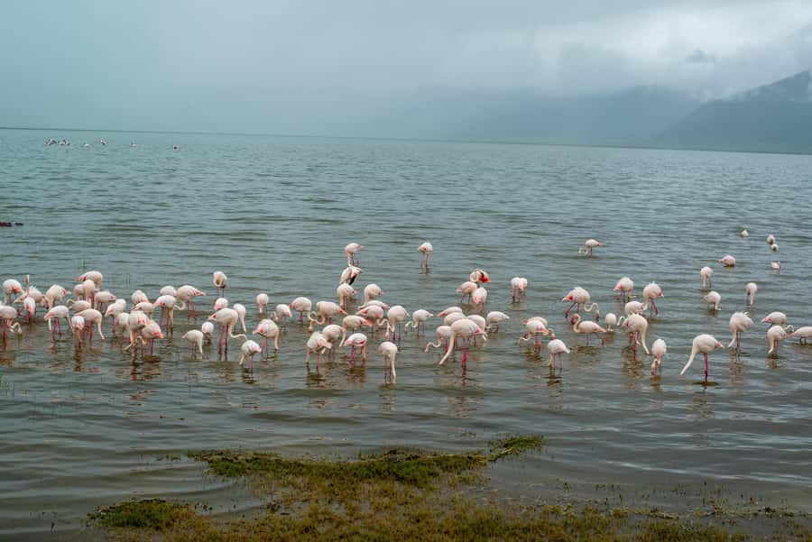 Private 4x4 Vitara Safari in Arusha National Park - Momella Lakes: Flamingos, Waterbirds, and Calm Shoreline Viewing