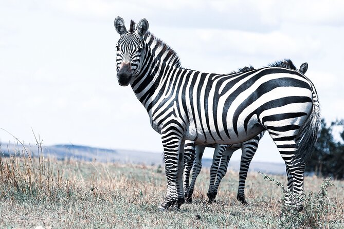 Private 5-Days Serengeti Trails with Kojuu Safaris - Day 1: Kilimanjaro arrival, signboard pickup, then comfort in Arusha