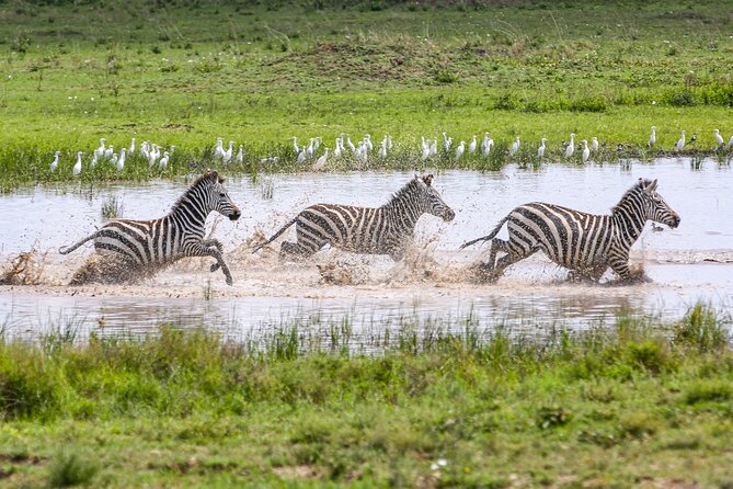 Private 5-Days Serengeti Trails with Kojuu Safaris - Day 4: Ngorongoro Crater full-day drive, then back to Arusha for a slower evening