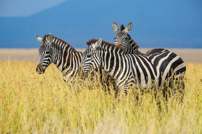 Private 5-Days Serengeti Trails with Kojuu Safaris - Vehicles, comfort, and the small perks that reduce safari hassle